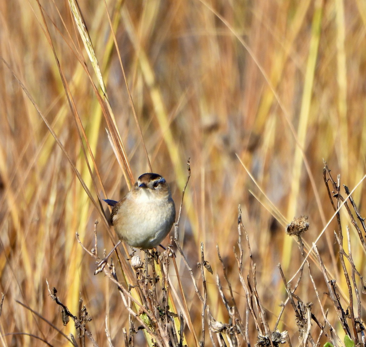 Marsh Wren - ML646447668