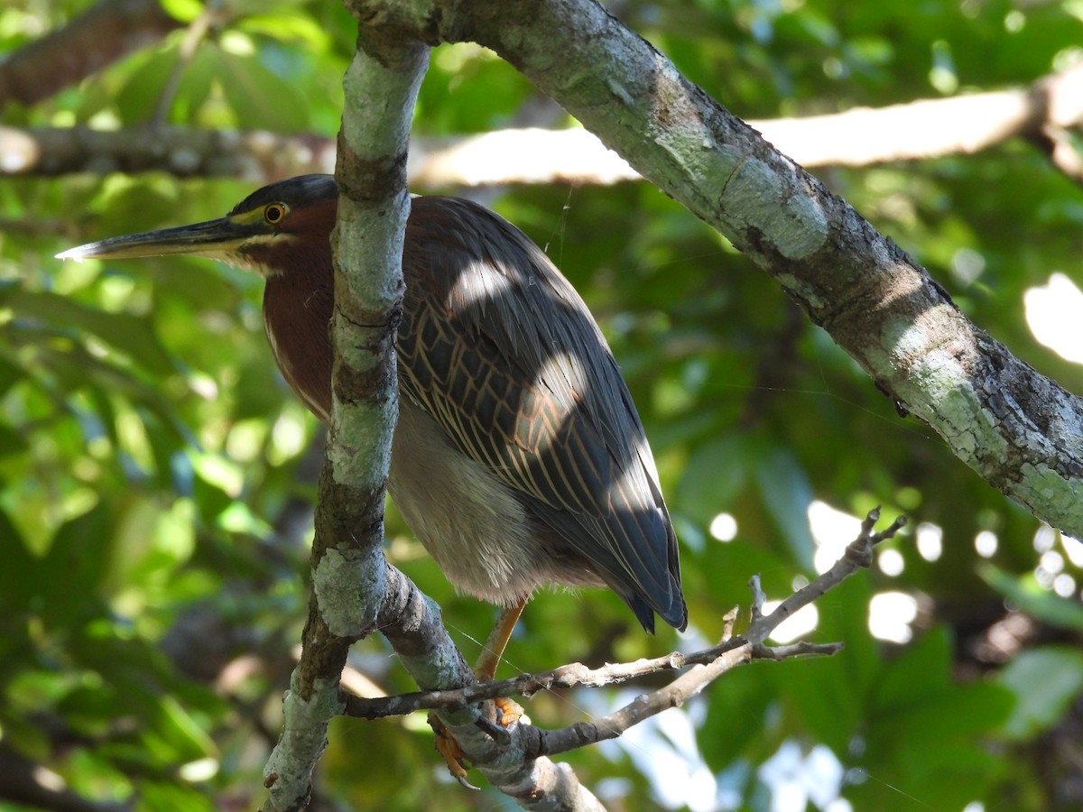 Green Heron - ML646447669