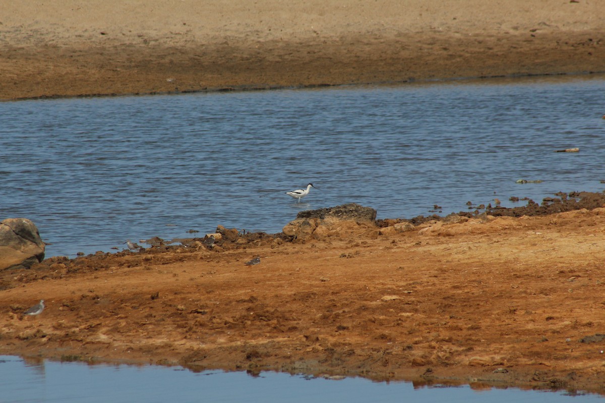 Pied Avocet - ML646447672