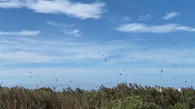 Білозорка річкова - ML646447673