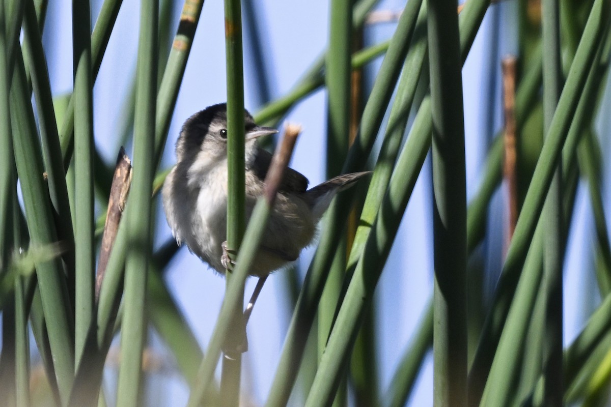 Marsh Wren - ML646447675