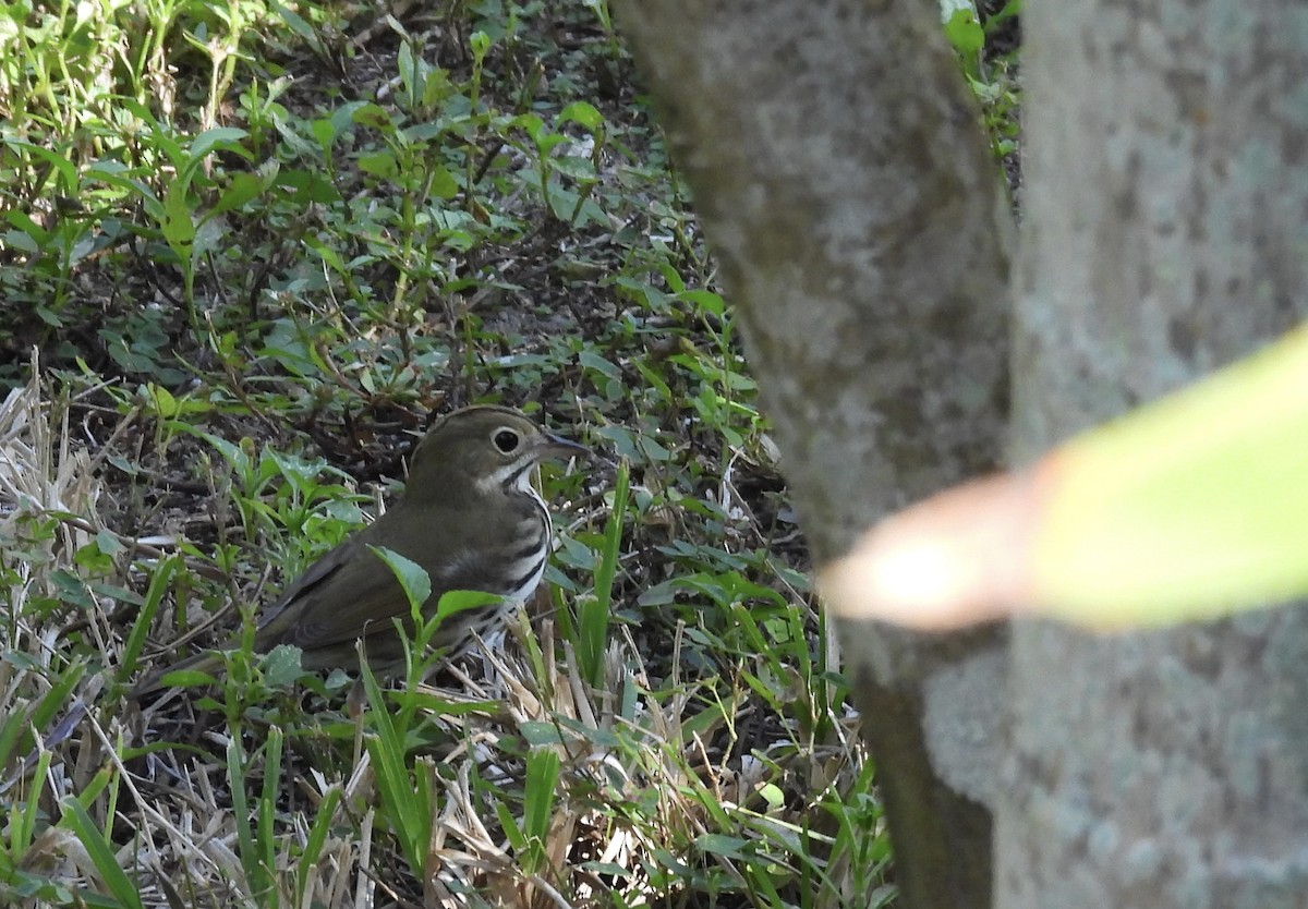 Ovenbird - ML646447676