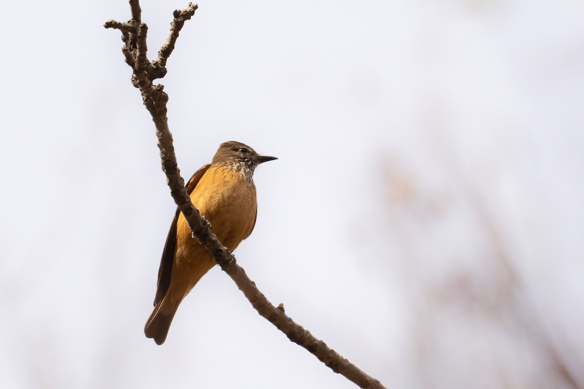 Кіптявник смугастогорлий - ML646447678