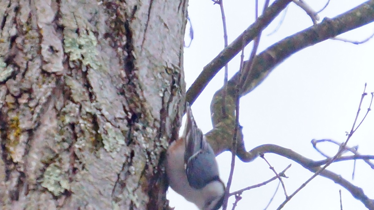 White-breasted Nuthatch - ML646447679