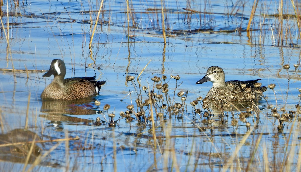 čírka modrokřídlá - ML646447681