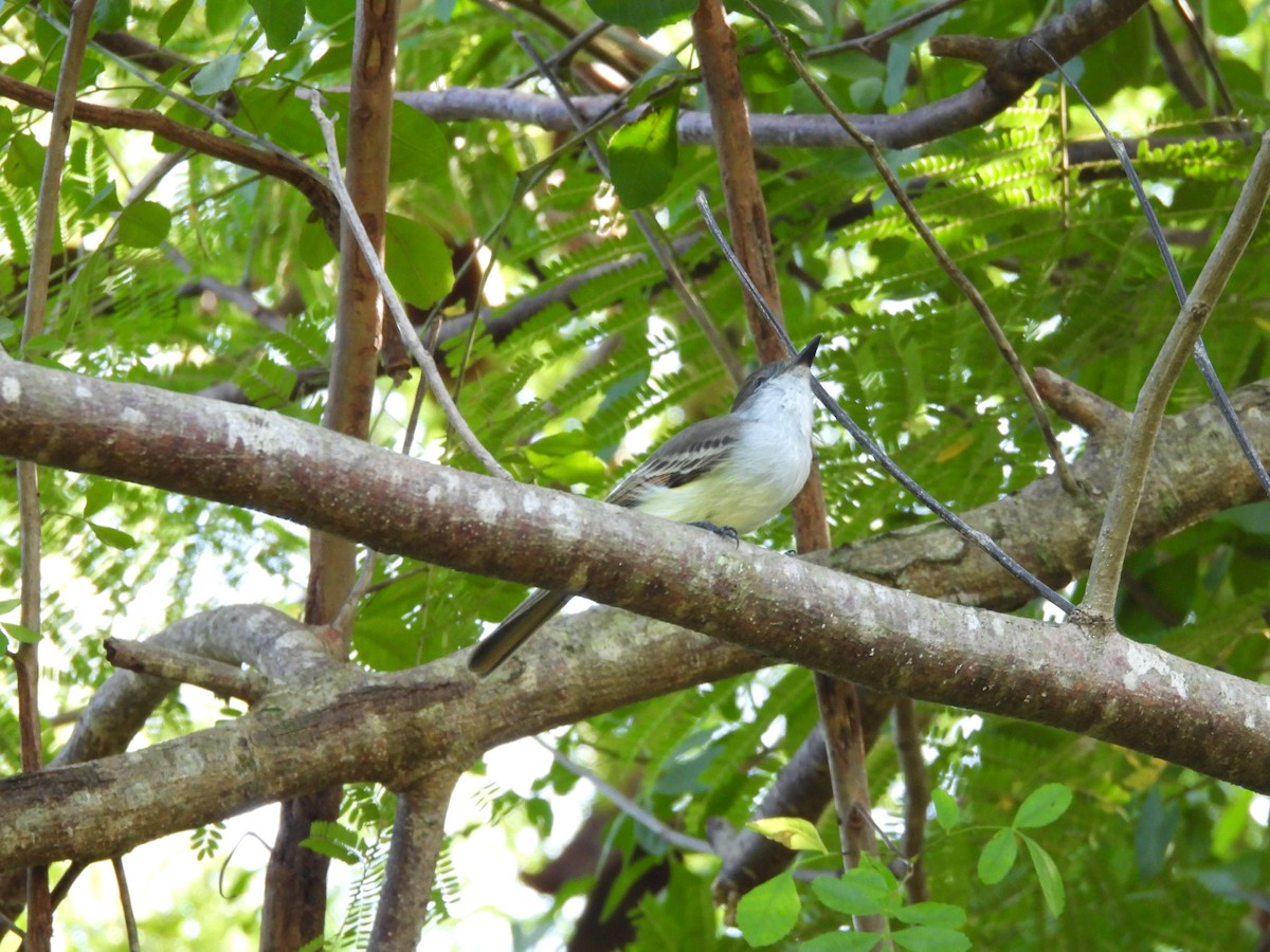 La Sagra's Flycatcher - ML646447682