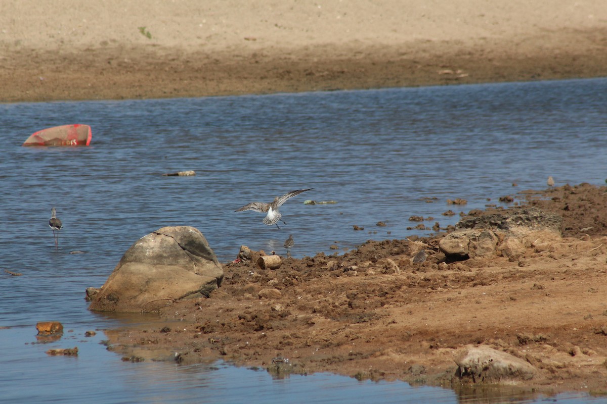 Bar-tailed Godwit - ML646447683