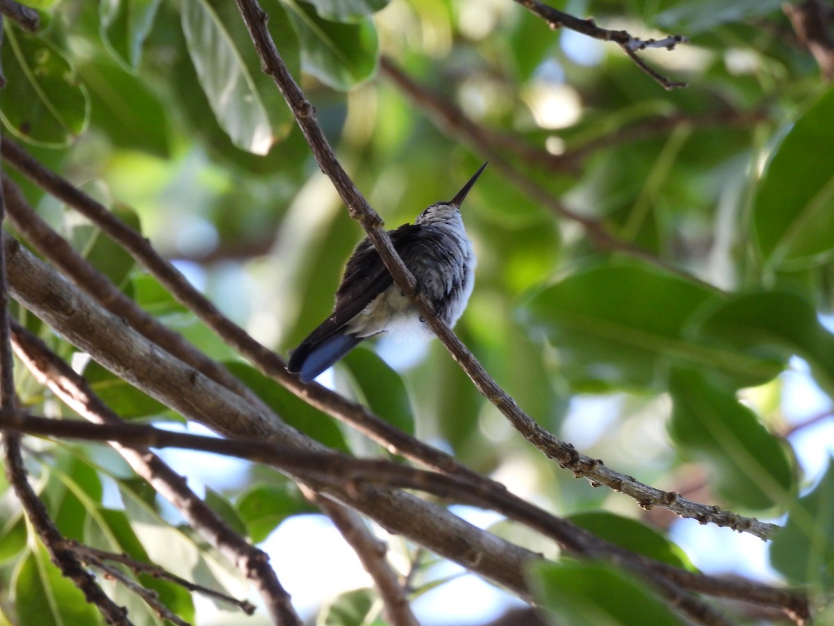 Cuban Emerald - ML646447688