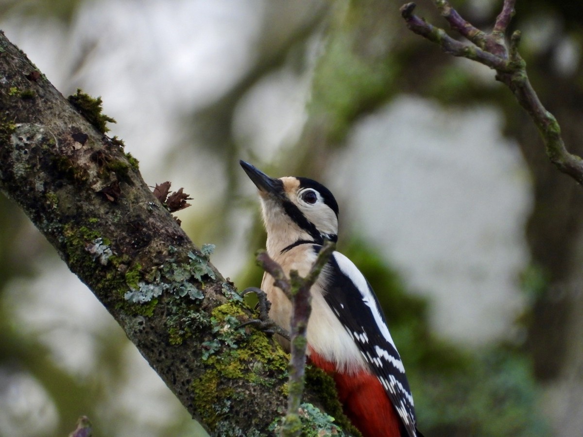 Great Spotted Woodpecker - ML646447690
