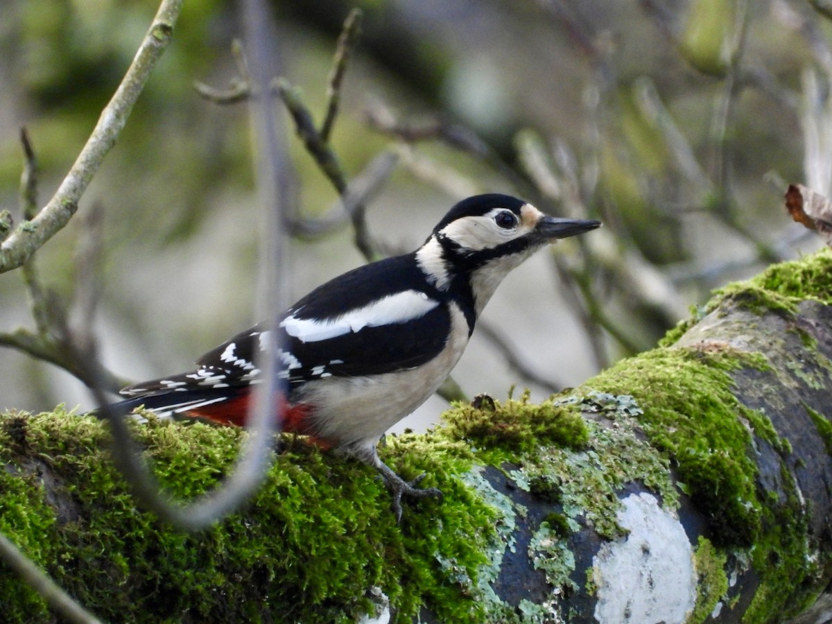 Great Spotted Woodpecker - ML646447691