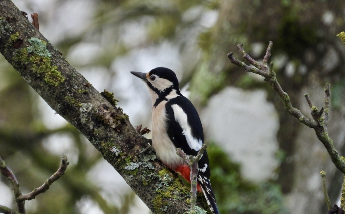 Great Spotted Woodpecker - ML646447692