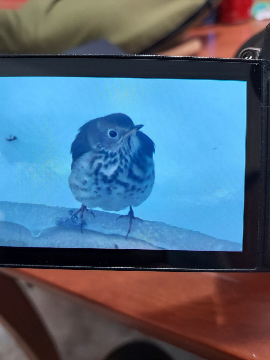 チャイロコツグミ - ML646447693