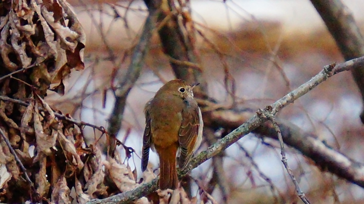 Hermit Thrush - ML646447694