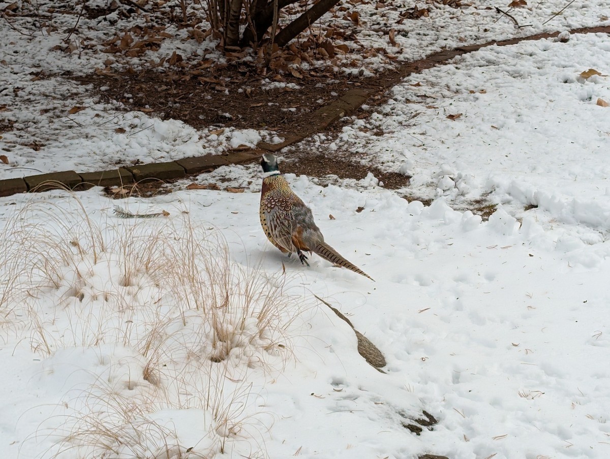 Ring-necked Pheasant - ML646447696