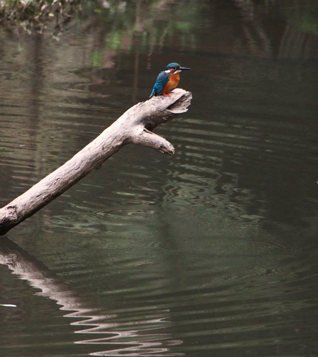 Common Kingfisher - ML646447697