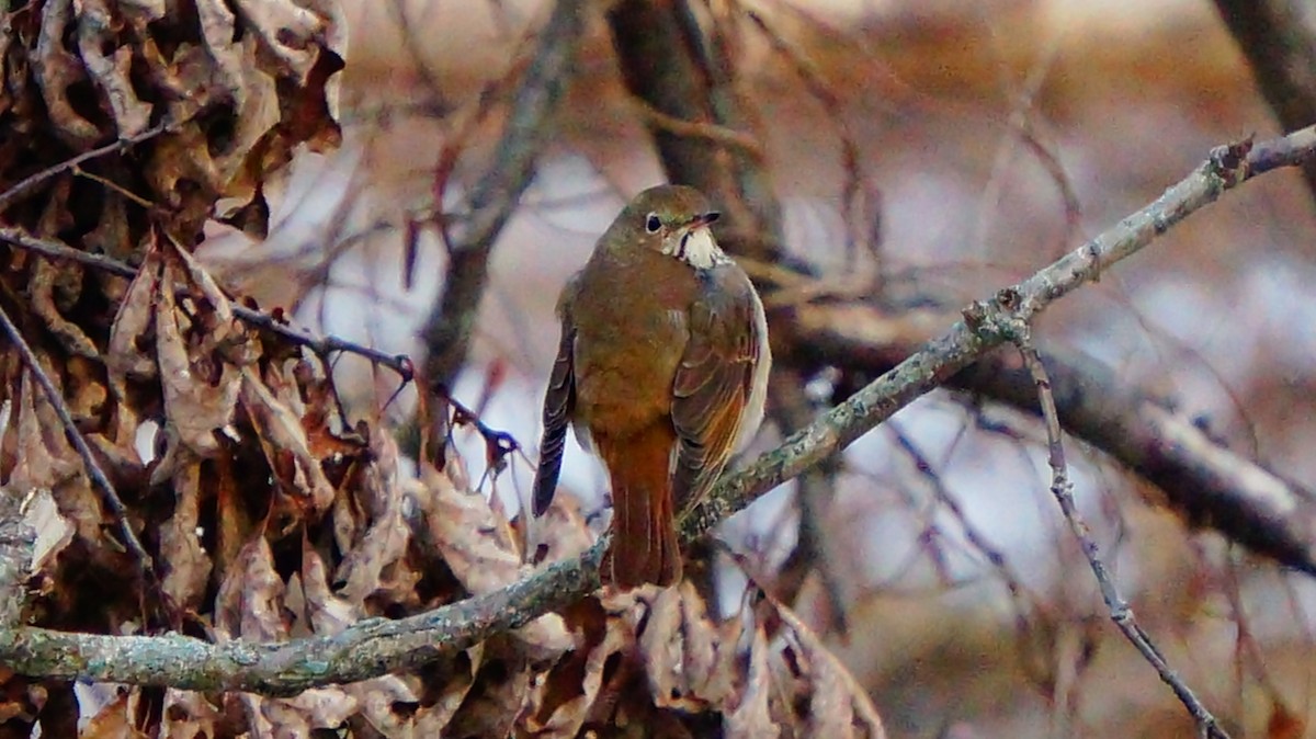 Hermit Thrush - ML646447698