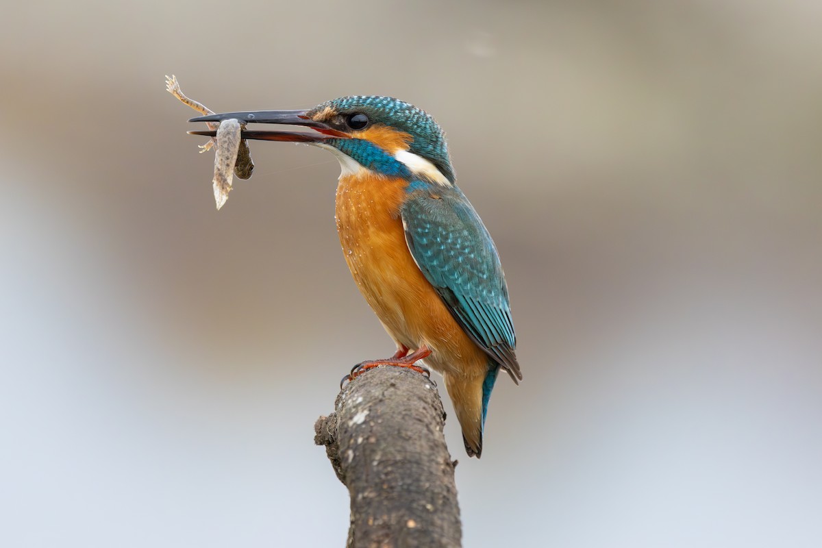 Common Kingfisher - ML646447699