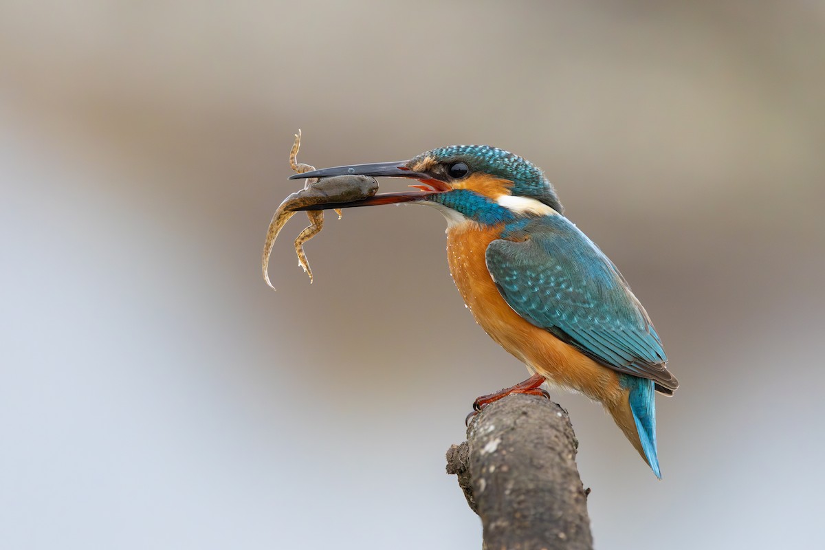 Common Kingfisher - ML646447700