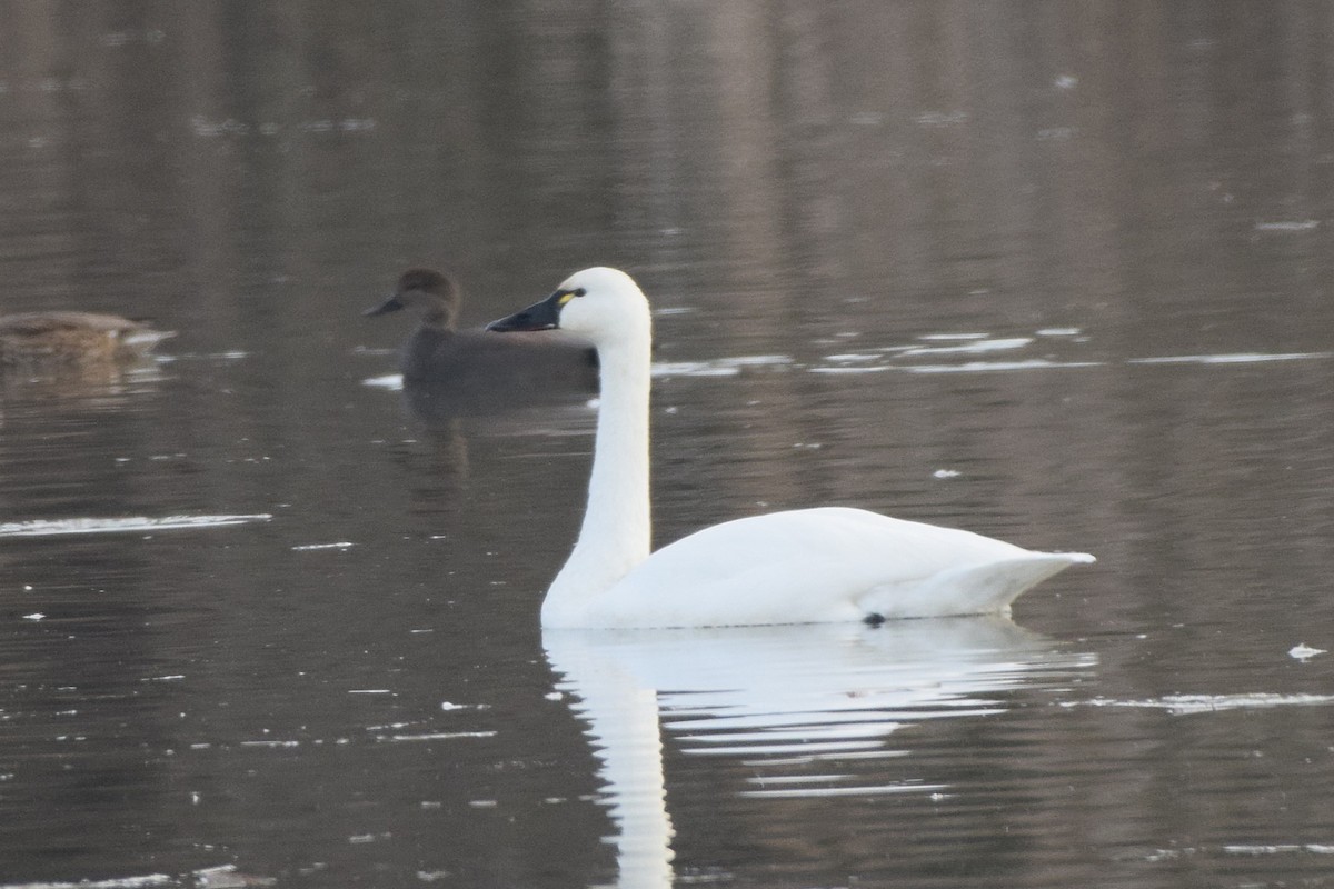 labuť malá - ML646447701