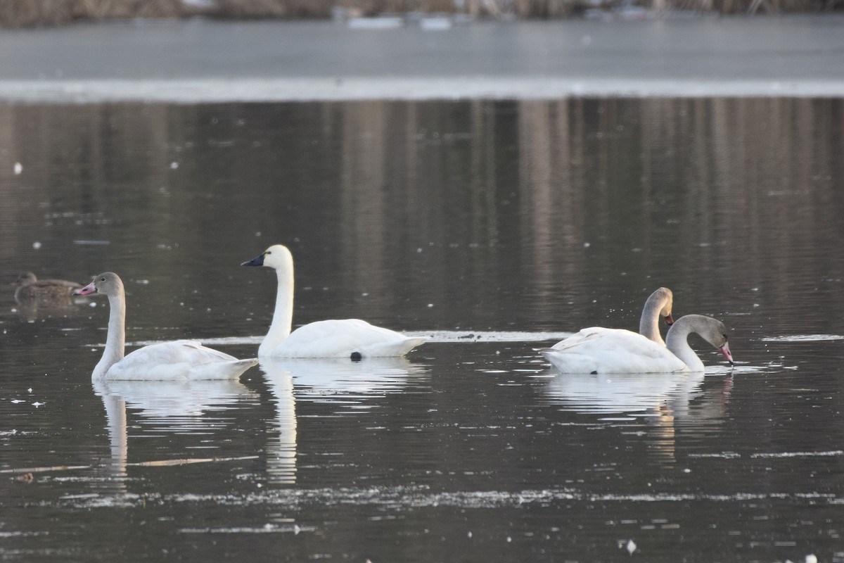 labuť malá - ML646447702