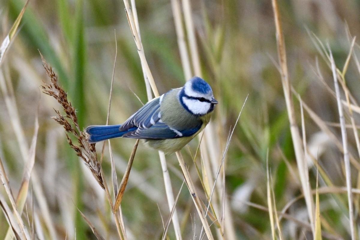 Eurasian Blue Tit - ML646447704