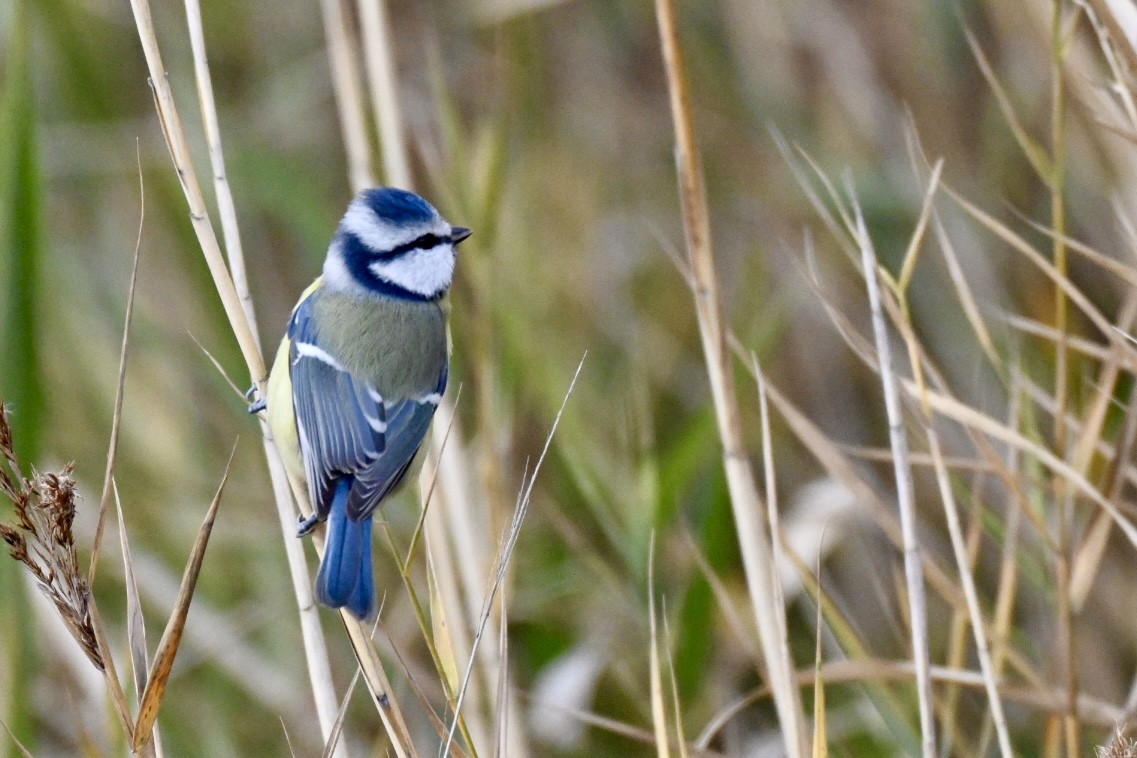 Eurasian Blue Tit - ML646447705