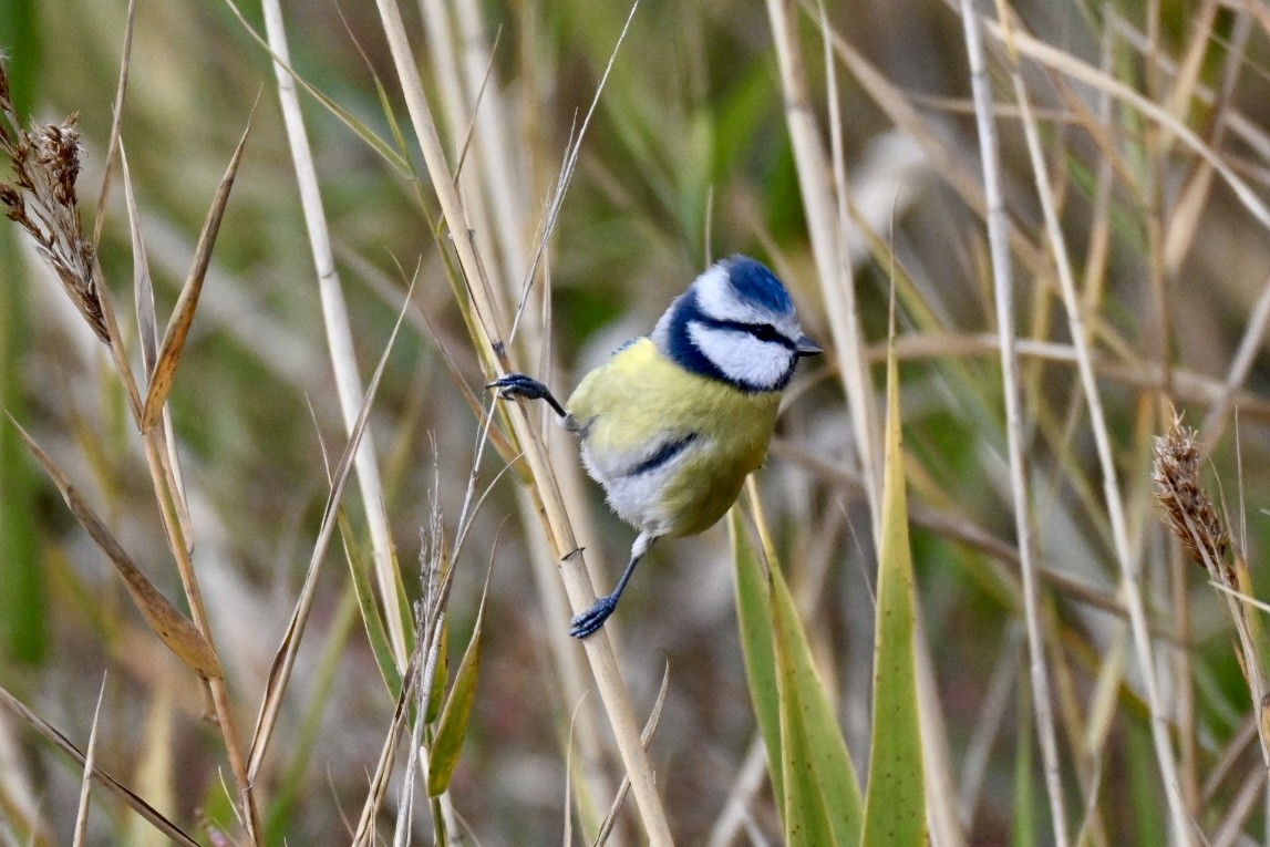 Eurasian Blue Tit - ML646447706