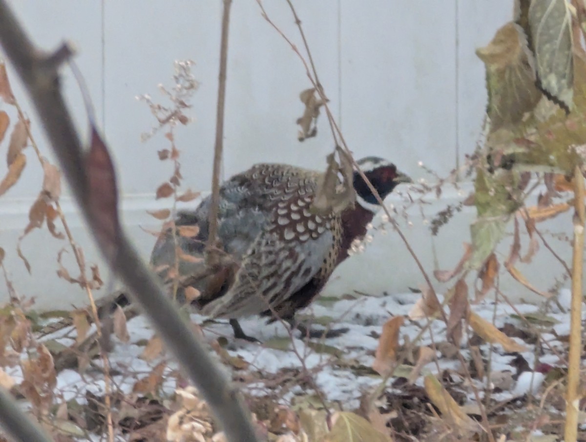 Ring-necked Pheasant - ML646447707