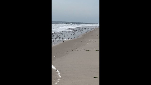 Sanderling - ML646447708