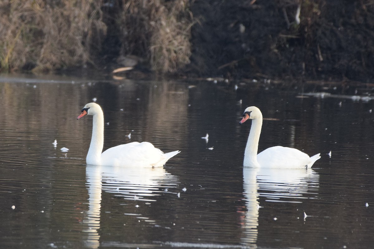 Mute Swan - ML646447709