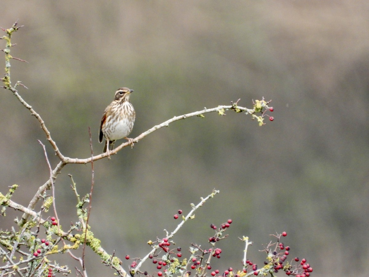 Redwing - ML646447710