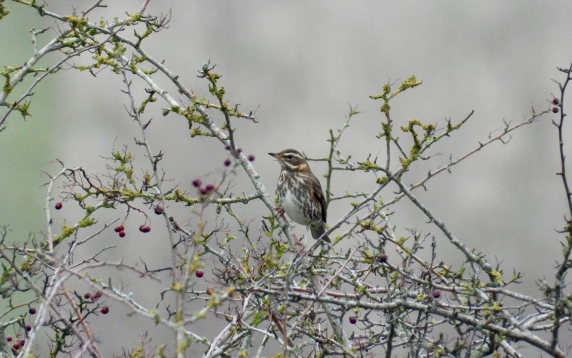 Redwing - ML646447711