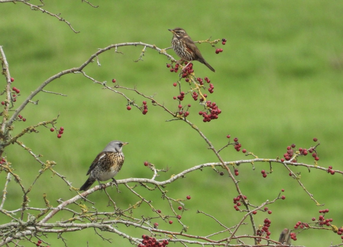 Redwing - ML646447712