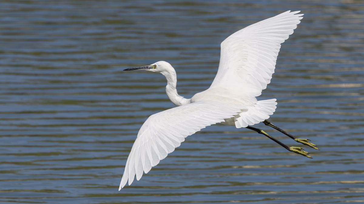 Western Reef-Heron - ML646447713