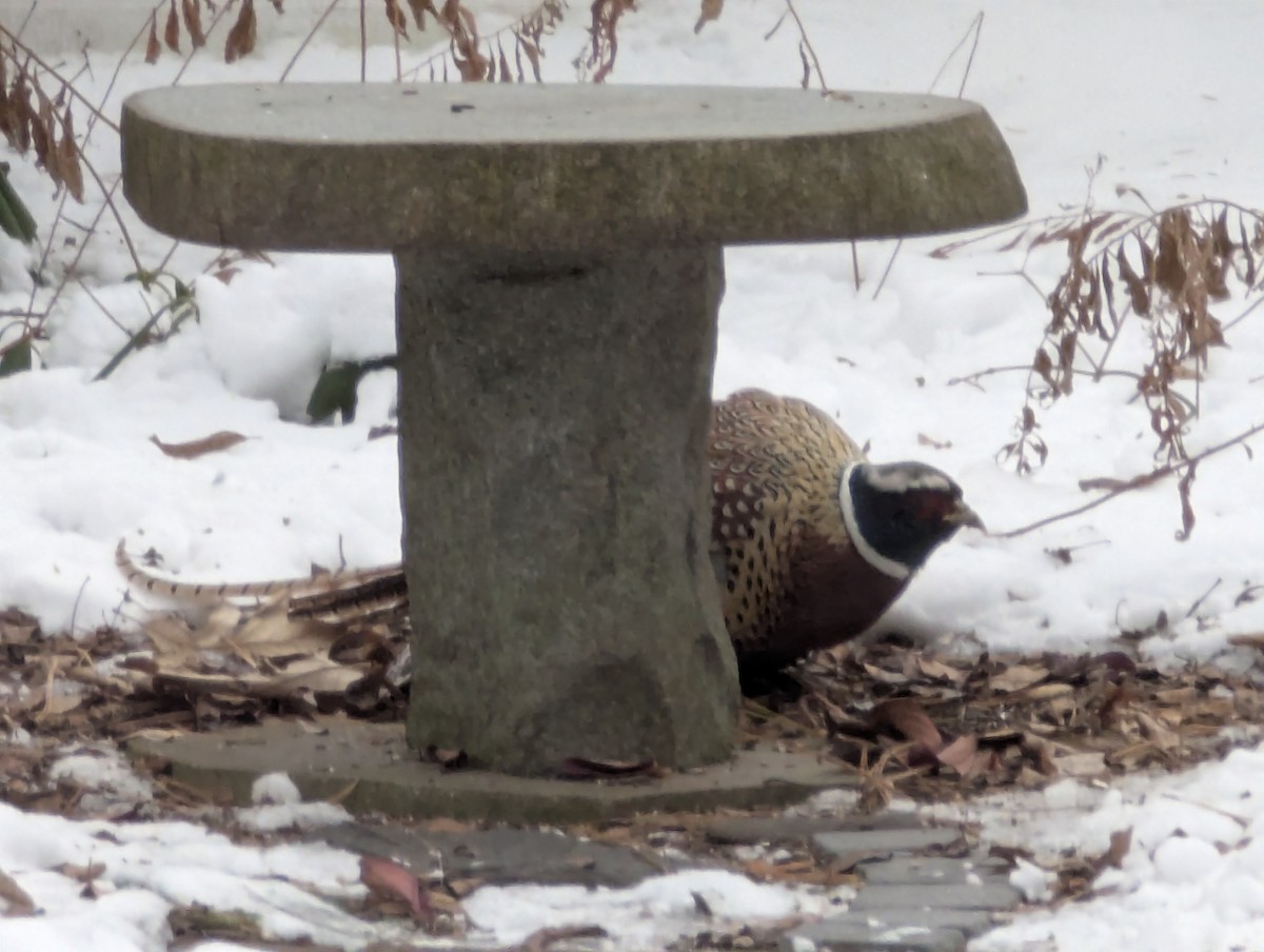 Ring-necked Pheasant - ML646447714
