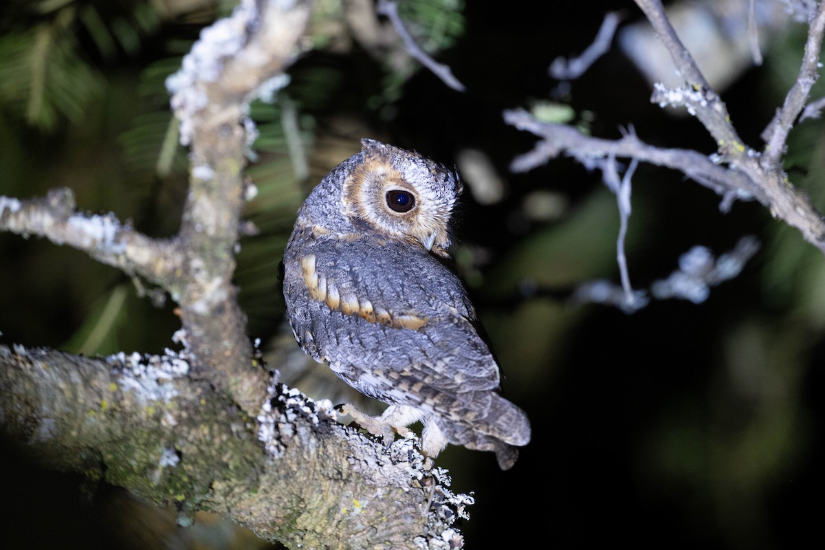 Сосновая совка - ML646447716