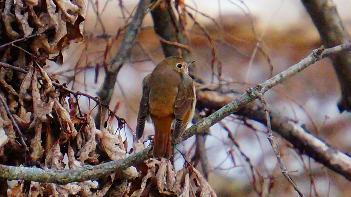 Hermit Thrush - ML646447717