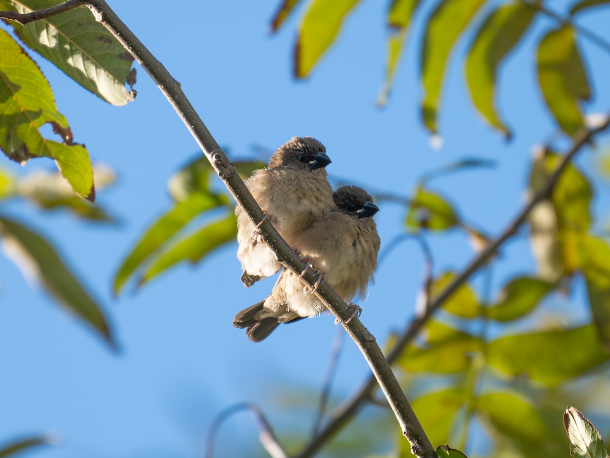 White-rumped Munia - ML646447719