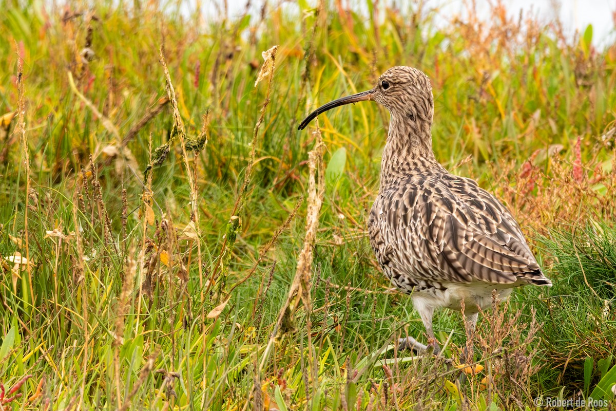Eurasian Curlew - ML646447721
