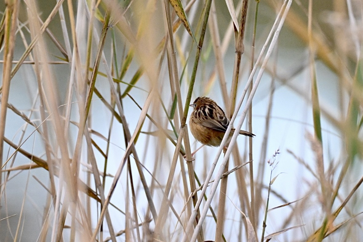 Zitting Cisticola - ML646447722