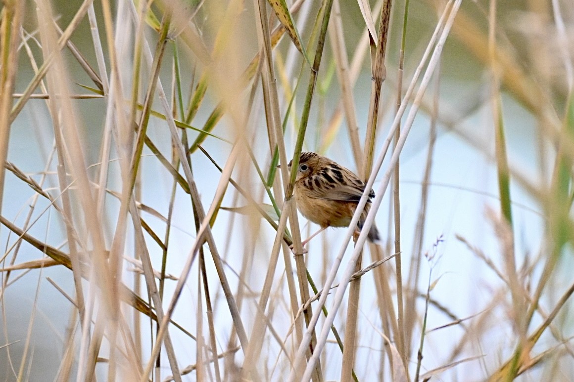 Zitting Cisticola - ML646447723