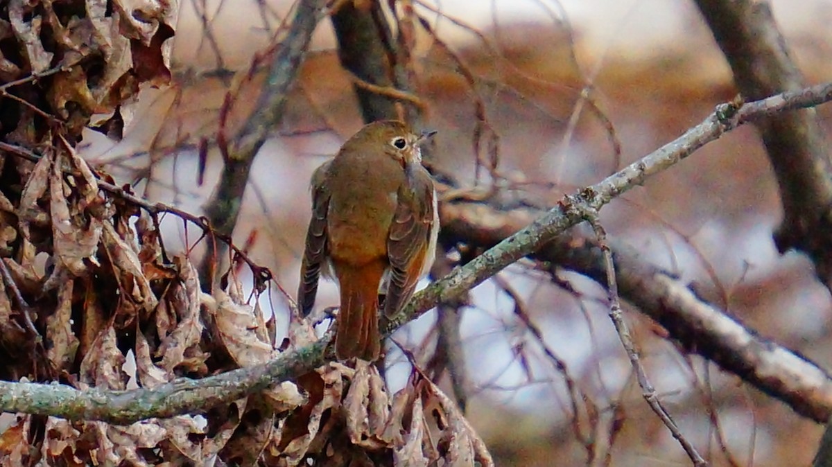 Hermit Thrush - ML646447724