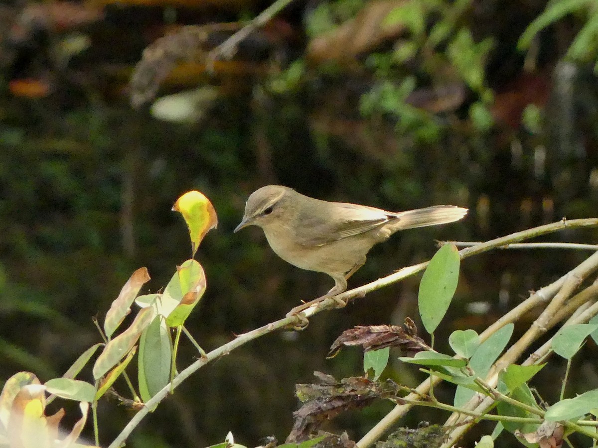 褐色柳鶯 - ML646447725