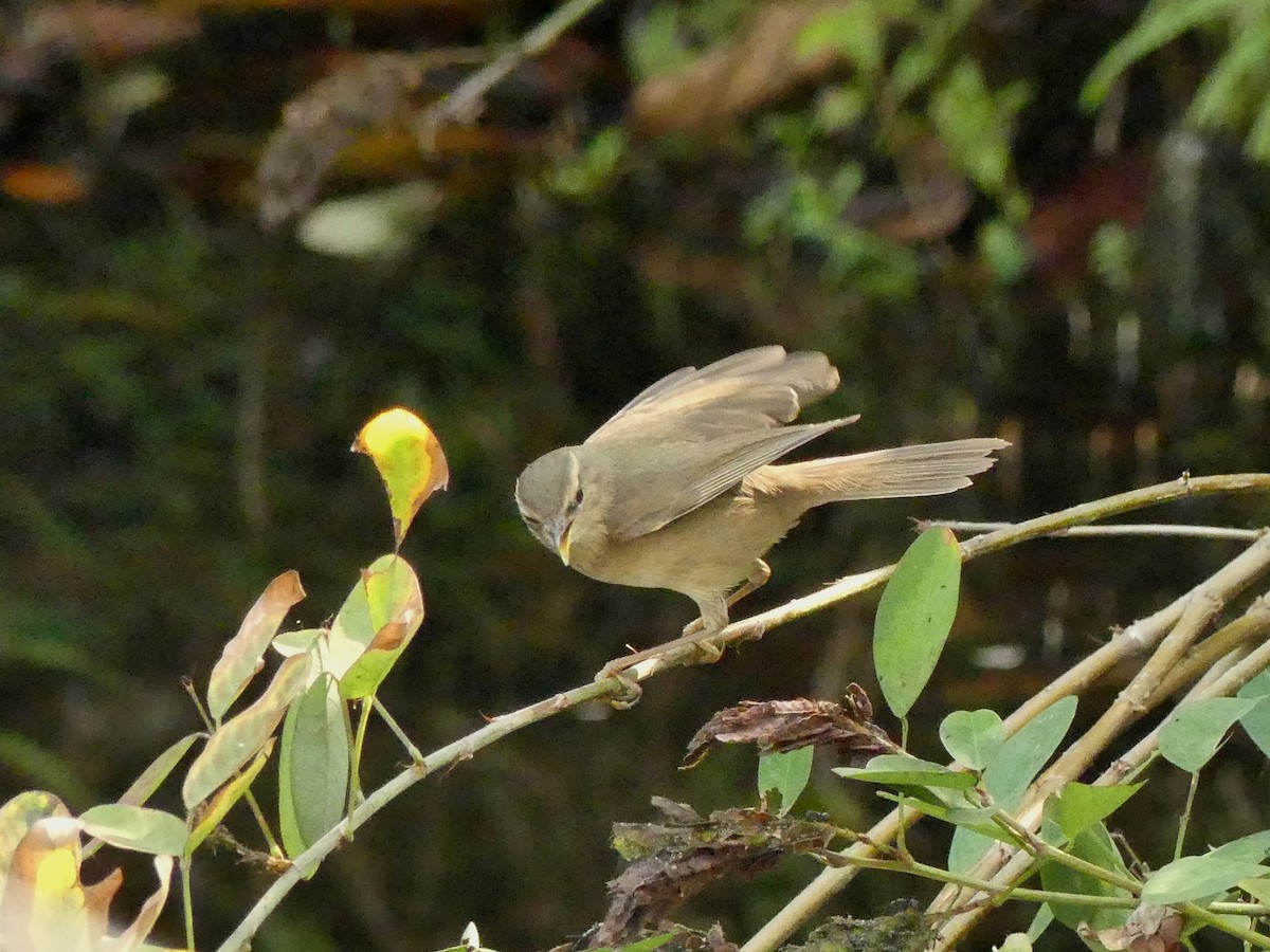 褐色柳鶯 - ML646447726