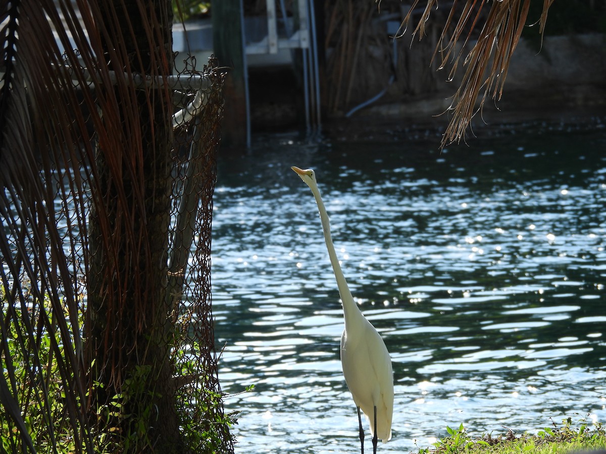 Great Egret - ML646447727