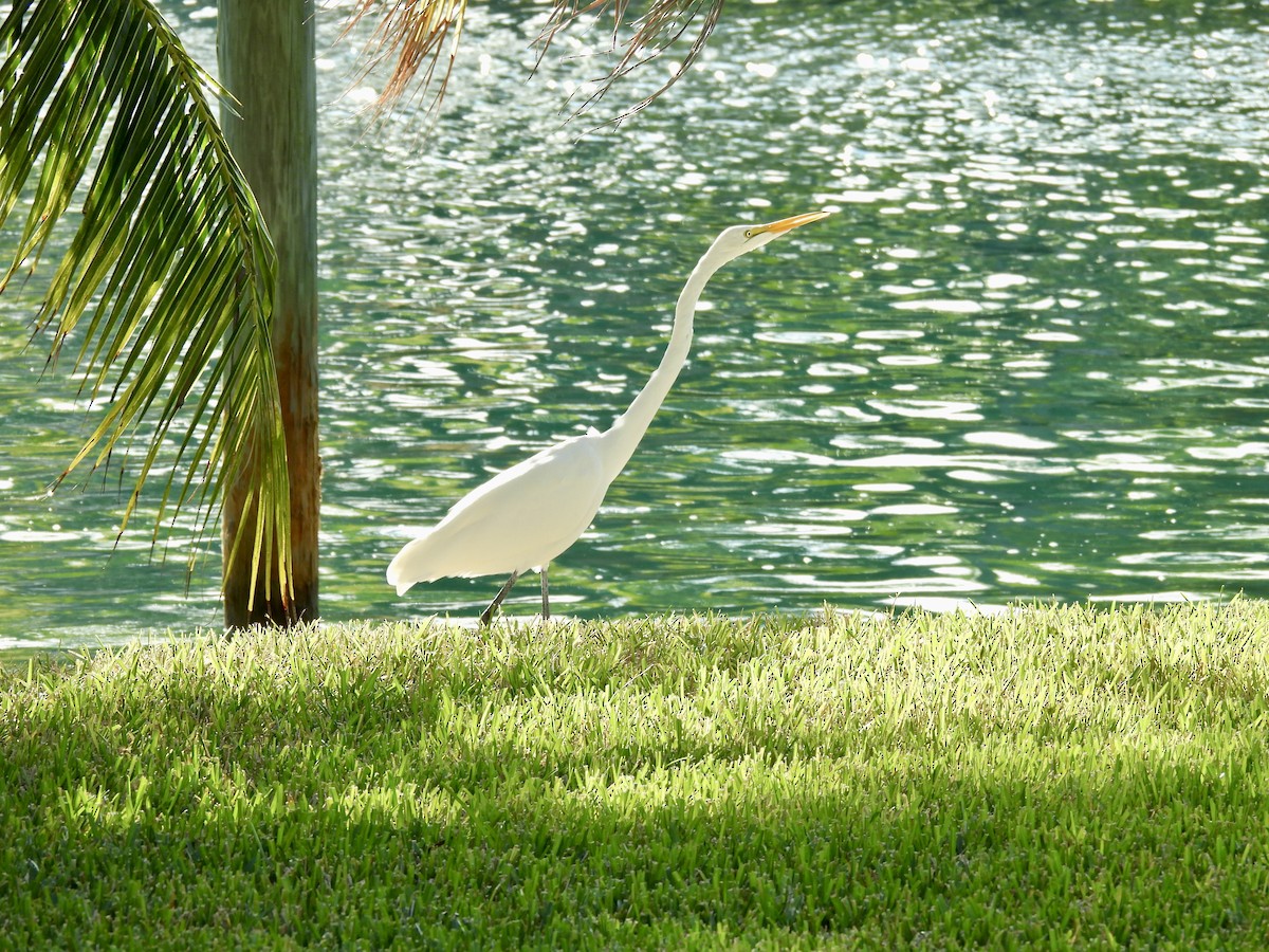 Great Egret - ML646447728
