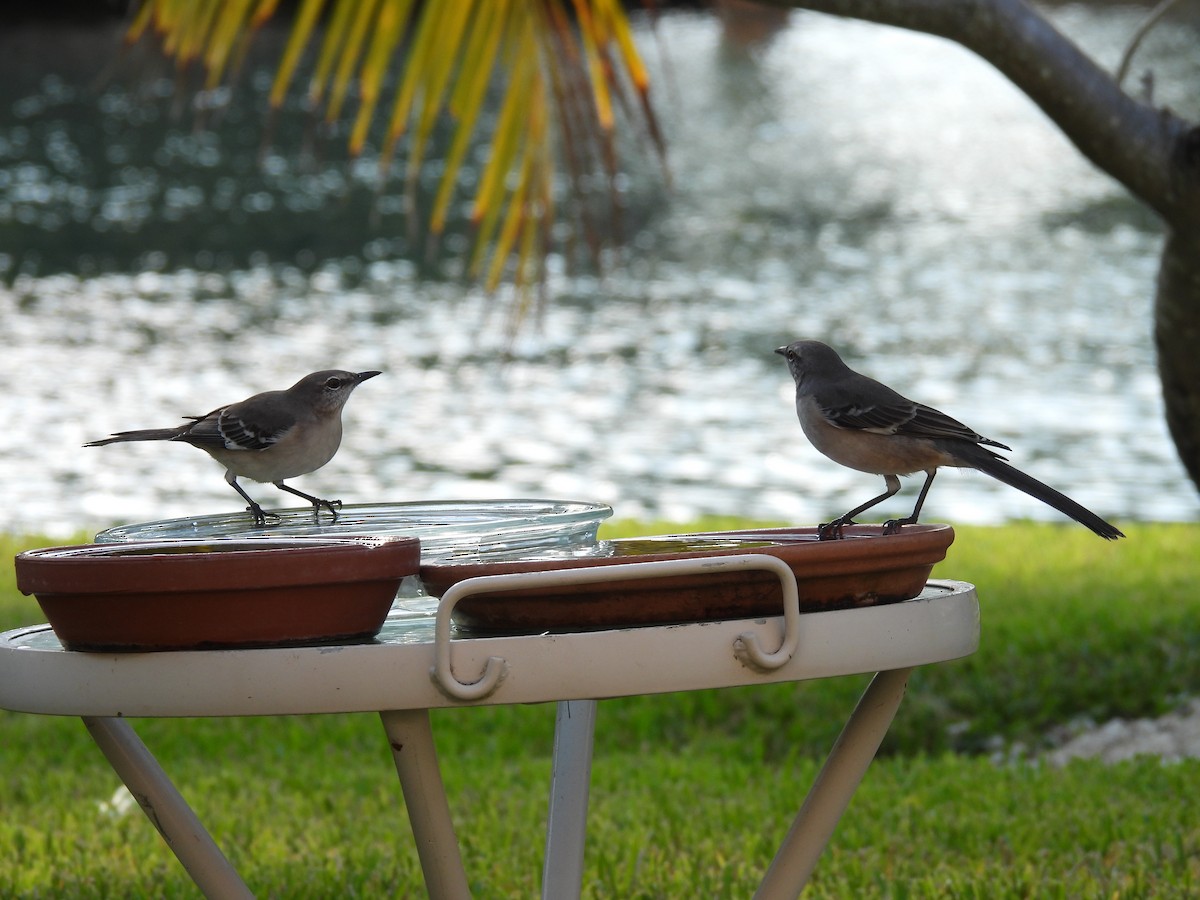 Northern Mockingbird - ML646447739
