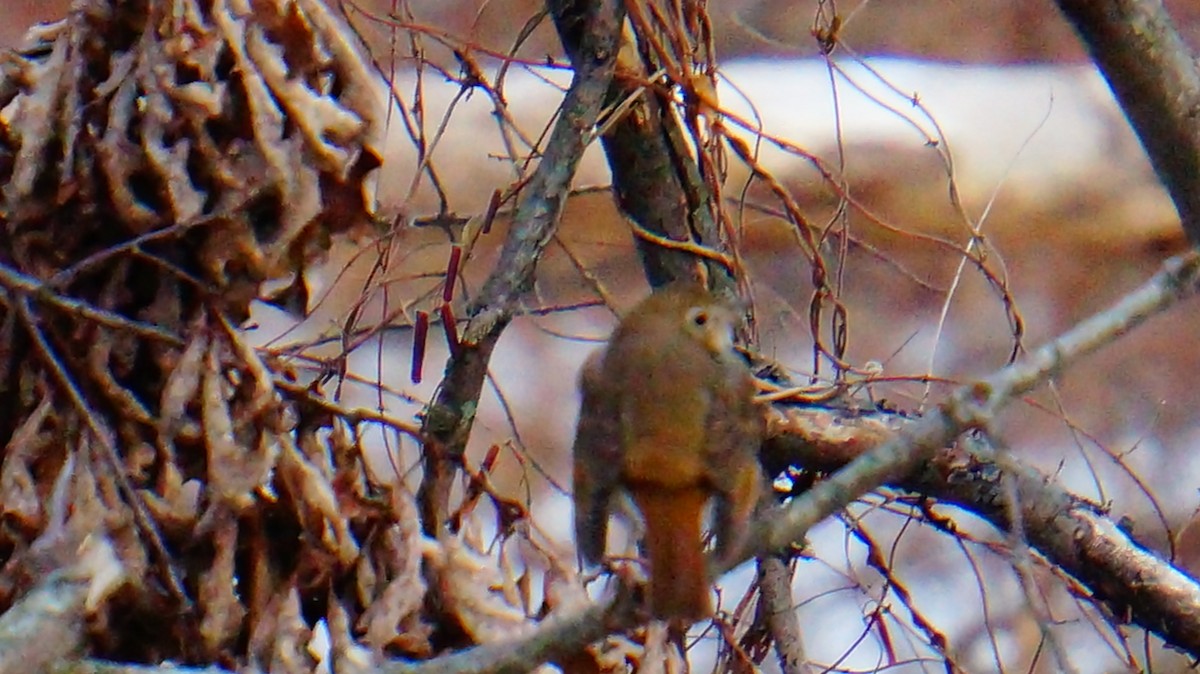 Hermit Thrush - ML646447740