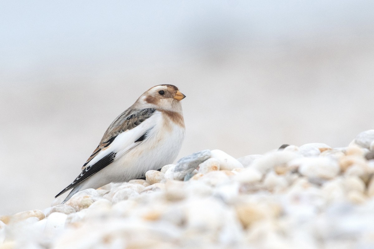 Snow Bunting - ML646447750