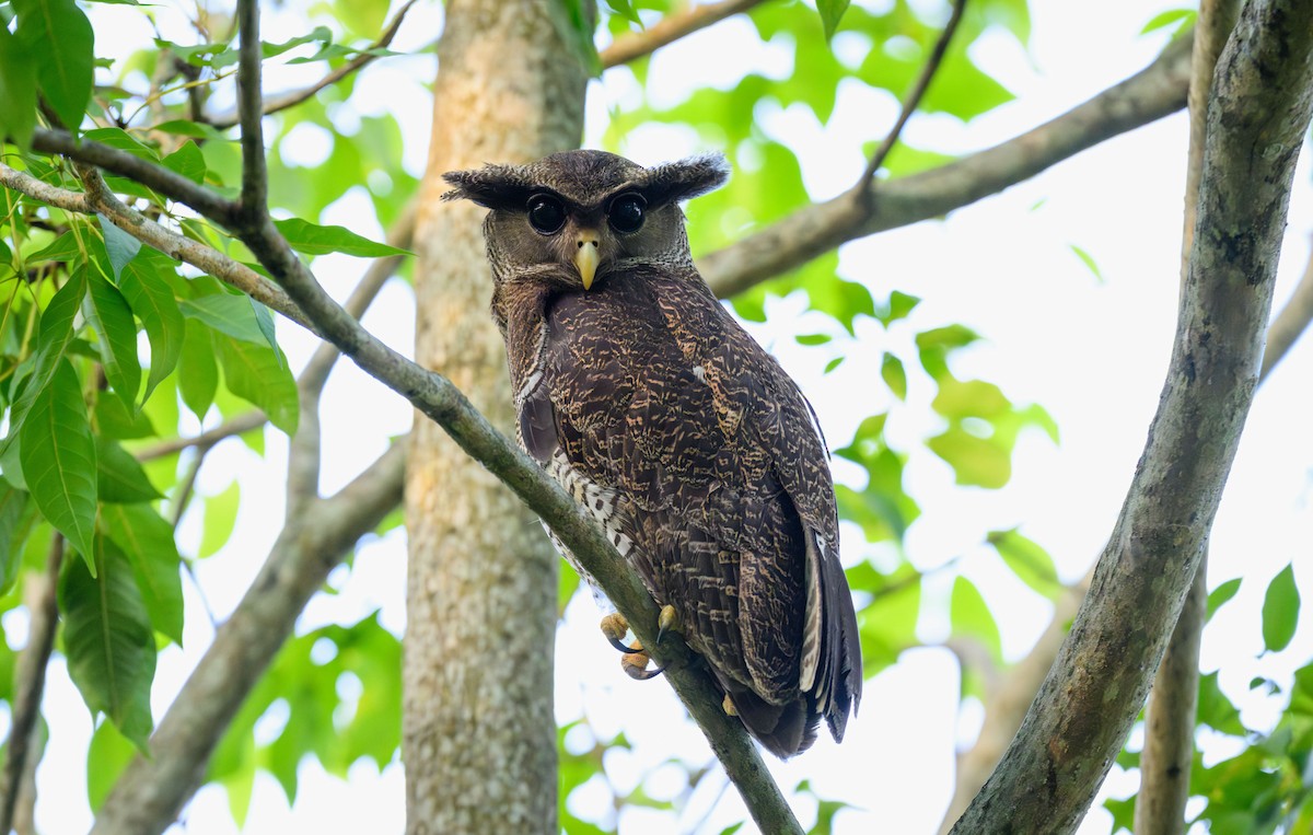 Barred Eagle-Owl - ML646447751